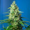 Sweet-Pure-CBD-Strain