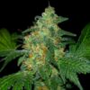 Sweet-Tooth-Autoflowering-Strain