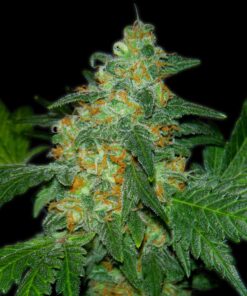 Sweet-Tooth-Autoflowering-Strain