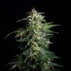 Swiss-Dream-CBD-Strain