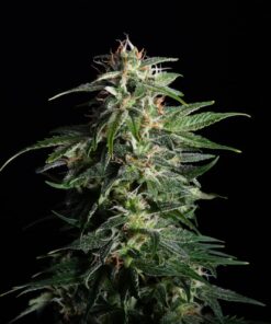 Swiss-Dream-CBD-Strain