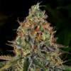 Tangerine-Dream-Autoflowering-Strain