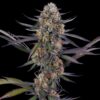 Thai-Feminized-Strain
