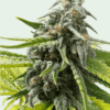 Trainwreck-Feminized-Strain