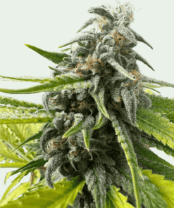 Trainwreck-Feminized-Strain