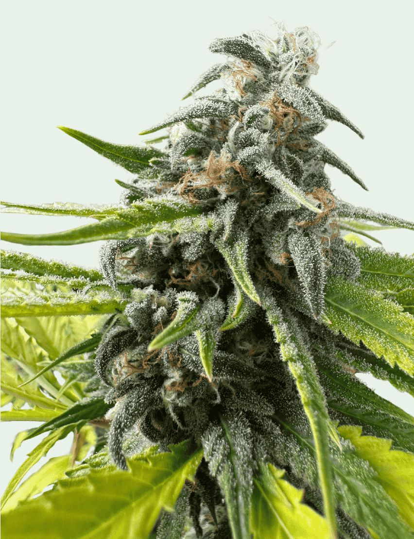 Trainwreck-Feminized-Strain