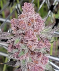 Tropicanna-Feminized-Strain
