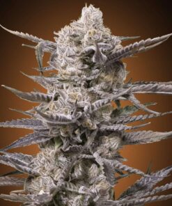 Watermelon-OG-Feminized-Strain