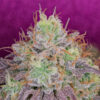 Watermelon-Zkittlez-Feminized-Strain