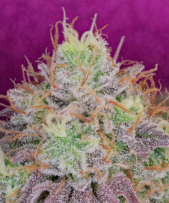 Watermelon-Zkittlez-Feminized-Strain
