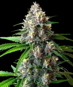 Wedding-Cake-Feminized-Strain