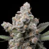 White-Truffle-Feminized-Strain