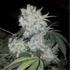 White-Widow-Feminized-Strain