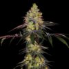 Zkittlez-Feminized-Strain
