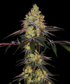 Zkittlez-Feminized-Strain