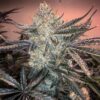 Zookies-Feminized-Strain