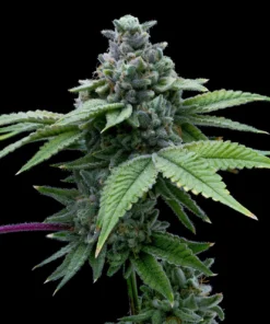 santa-maria-feminized-strain